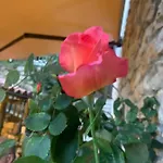 El Pareon * Sirviella