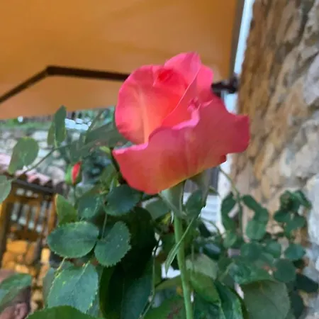 El Pareon * Sirviella