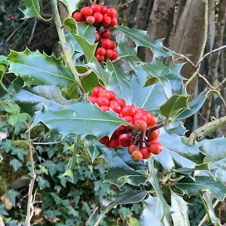 El Pareon * Sirviella