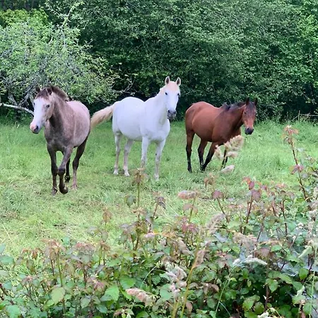 El Pareon * Sirviella