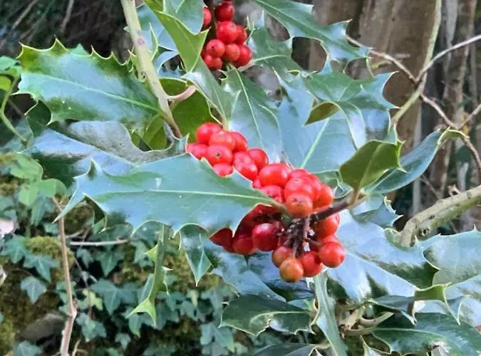 El Pareón * Sirviella