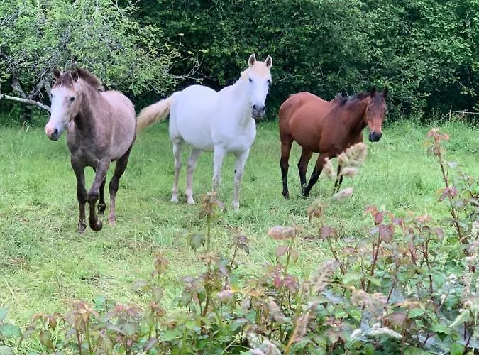 El Pareón * Sirviella