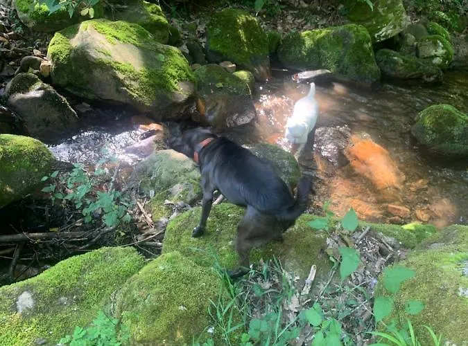 El Pareón Sirviella